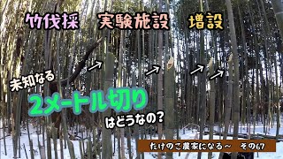 【竹伐採２メートル切り実験】◎危険につき、真似をしないでください❗実験施設増設(゜ロ゜)たけのこ農家になる～67