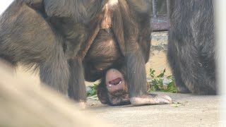 ロジャーと遊ぼう（Roger looks happy.）　京都市動物園　チンパンジー　202210