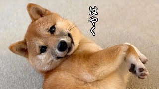 あの手この手を使って甘えようとしてくる子犬がかわいすぎました笑