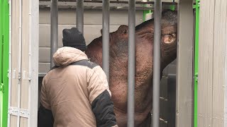 Z Karlsruhe do Ostravy, z Ostravy do Berlína – výměna hrochů v Zoo Ostrava