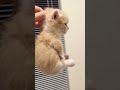 funny cat #1 #comedy #cat #cute #catshorts #cats #catvideos