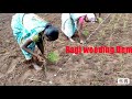 method of transplanting and weeding in ragi cultivation odisha millets mission