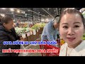 Hành Trình Hội Nhập Của Bố Mẹ, Đưa Bố Mẹ Đi Chợ Hàn Quốc Để Thấy Ở Mỹ Cái Gì Cũng Có