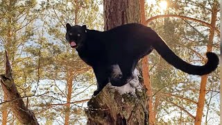 Luna the panther, Venza and family in favorite forest 🌲🐆( ENG SUB)