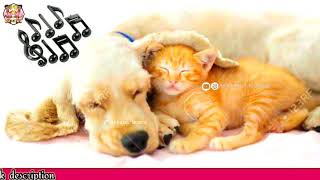 Tamil sleep songs | Tamil relaxing songs | listen to before going to sleep | AJ Tamil musicz | Ncs