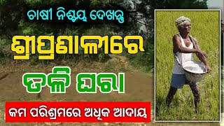 Sree Pranali Re Tali Ghara Odisha Farmers !! ଶ୍ରୀ ପ୍ରଣାଳୀରେ ତଳି ଘରା ଓଡିଶା କୃଷକ !!