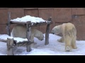 あっちへこっちへデナリとキャンディ〜polar bears living together