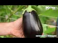 🍆 greenhouse eggplant farming and harvesting eggplant growing cultivation agriculture technology