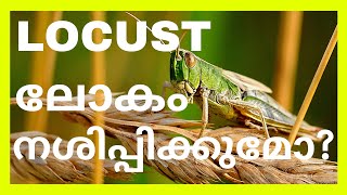 ലോക്കസ്റ്റുകൾ എവിടെ നിന്ന് വന്നു? | HOW LOCUSTS ARE FORMED?| TRUTH BEHIND LOCUSTS | MALAYALAM