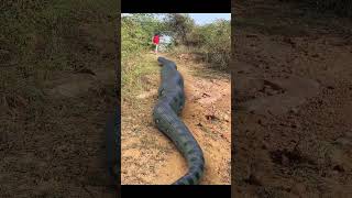 Anaconda Snake Attack | Big Anaconda snake | vb film #shorts #short #viral #anaconda #snake