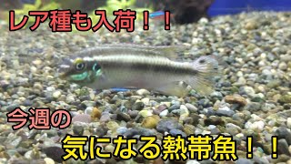 【モアアクアガーデン】気になる熱帯魚入荷情報！