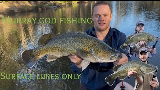 Explosive surface lure Murray cod session.