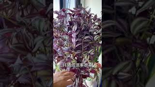 【蓝胖小花匠🎏】 “植物杀手”也可以养好的两款植物推荐给大家。#爱生活爱养花#养花小知识#阳台花园#金边吊兰#吊竹梅