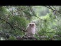 collared scops owl in japan