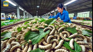 How Chinese Silkworm Farms Raise Billions of Silkworms to Produce Silk | Silk Production Factory