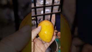 आंब्याचा season संपत चालला मग बनूया आम रस|केसर अंबा|Mango juice|#mango #amras #yummy #love#fruit