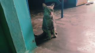 பெரிய சில்லு கூட பேச்சு வார்த்த நடத்தலாம் வாங்க 😄#trending #viralvideo #catlover #@milochannel77