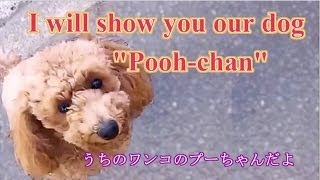 うちのワンコのプーちゃんだよ（I will show you our dog, Pooh-Chan）