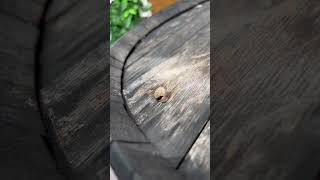 Watch your step today 👀 if you see a snail 🐌     #Snail #Outdoor #smallanimals #barrel #Miamivenue