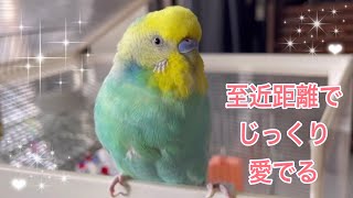 2022.3.18 しんちゃんを近くでじっくり愛でる　【セキセイインコしんちゃんときょきょの暮らし】