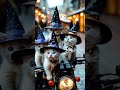 The kittens in witches’ hats turned out very cute and realistic #cat #viralvideo #content #aicontent