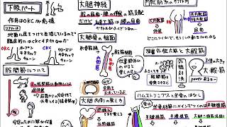 【グラレコ作成動画】Stay‘s Anatomy 上肢・下肢編（下肢パート）