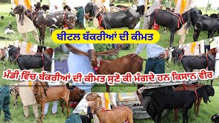 ਬੀਟਲ ਬੱਕਰੀਆਂ ਦੀ ਕੀਮਤ - Beetal goat price - Goat farming @iltilanadhuri