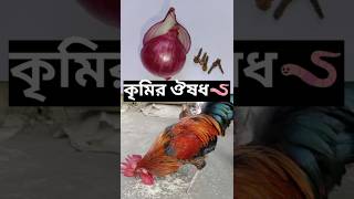 মুরগির কৃমির ওষুধ খাওয়ার নিয়ম  #krishakdada #ytshorts #chicken #birds #desimurgipalan