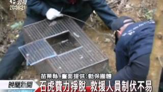 20120510-公視晚間新聞-捕獸夾夾住1石虎 截肢後才保命.mpg