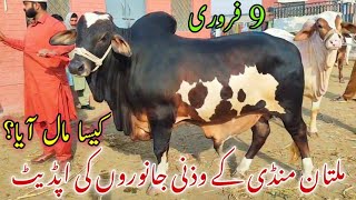 Multan Mandi k Heavy Weight Bachroo ki latest update on Sunday