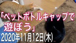 我が家の猫たち「ペットボトルキャップで遊ぼう」2020年11月12日(木) \