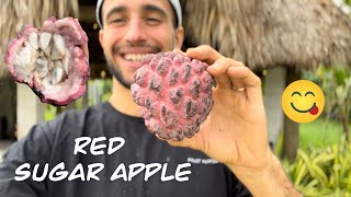 Red Sugar Apple Annona Squamosa