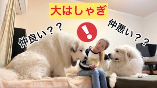 【2ワン監禁】雨で散歩できない日は家の中で大暴走グレートピレニーズ🐶💕😂#greatpyrenees #グレートピレニーズ #dogs #超大型犬 #犬のいる暮らし #田舎暮らし #もふもふ