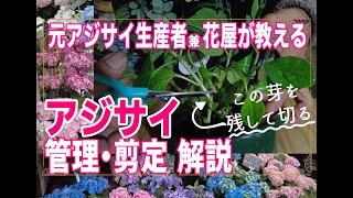 【園芸】アジサイの管理・剪定解説「元アジサイ生産者ならではの詳しい解説」