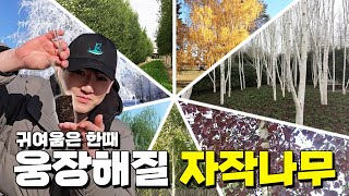 신품종 7종 자작나무!! 걷잡을 수 없이 빠른 성장세를 보여 드립니다.