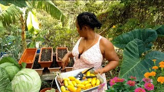 Living Off The Land||Beautiful Organic Harvest From My Container Garden