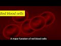 खून में पायी जाने वाली लाल रक्त कोशिकाओं का आकार morphology of red blood cellsn