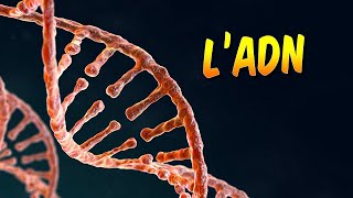 Biologie - Qu'est-ce que l'ADN ?