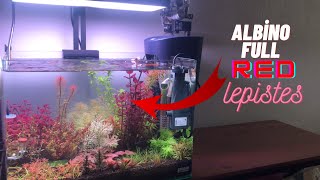 DENNERLE SCAPER'S TANK 35L BİTKİLİ LEPİSTES AKVARYUMU ! #akvaryum #aquascape #lepistes