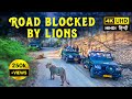 Gir Lion Safari | Gir National Park, Gujarat - 4K UHD