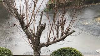 ウェザーリポート動画0303@千葉県旭市10:45 しとしと冷たい雨 （トミーD）