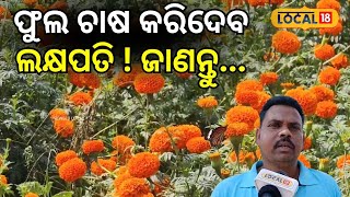 ଫୁଲ ଚାଷ କରିଦେବ ଲକ୍ଷପତି ! ଜାଣନ୍ତୁ...  Baleswar। Odisha। Farming। Odia News। #local18