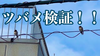 134話 野良スターツバメ・フラメンコスタジオ巣⑬/ツバメ検証、さつき巣の様子