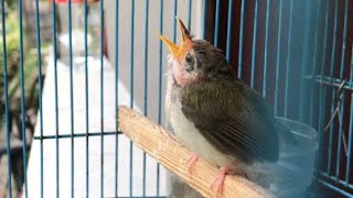Suara Anak Prenjak Lumut Panggilan Pikat Burung Liar