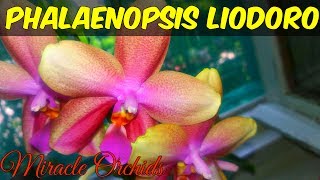 Phalaenopsis Liodoro - The best CITRUCY fragrance on a phalaenopsis hybrid ever!!!