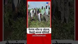 Buldhana Crop Loss | पैनगंगा नदीचा पूर ओसरला,पिकांची भयानक परिस्थिती | tv9 Marathi