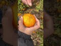 みかんの収穫方法🍊 みかん 熊本 宇城市 みかん狩り