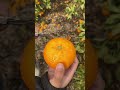 みかんの収穫方法🍊 みかん 熊本 宇城市 みかん狩り