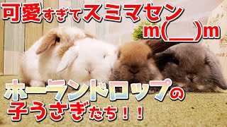 【うさぎ専門店monLapin】ホーランドロップの子ウサギちゃん4匹♪