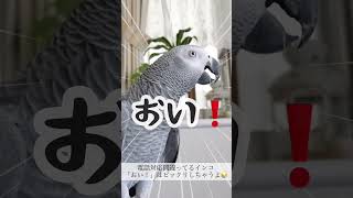 電話対応間違っているインコ「おい！」はビックリしちゃうよ    #ヨウム  #shorts  #電話  ＃めいちゃん